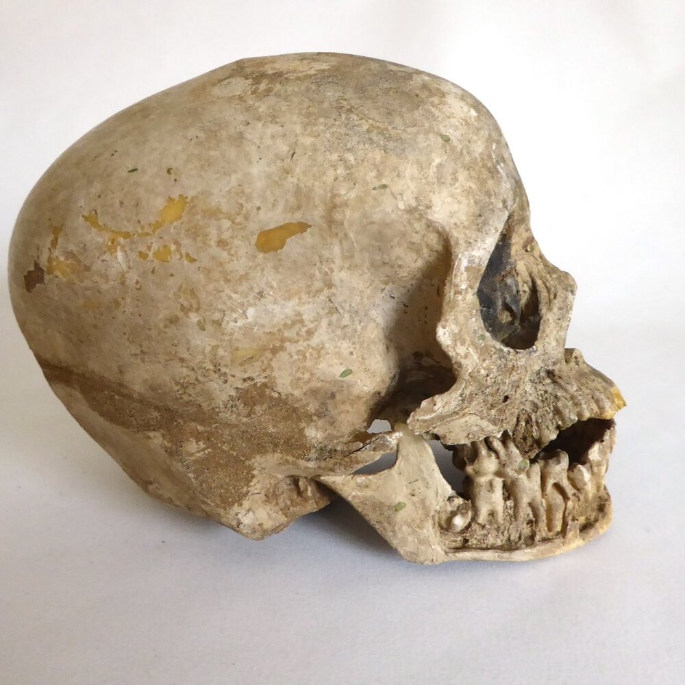 2006 DISNEY PIRATES OF THE CARIBBEAN OFFICIAL MOVIE FILM PROP PELEGOSTO SKULL - Picture 8 of 15